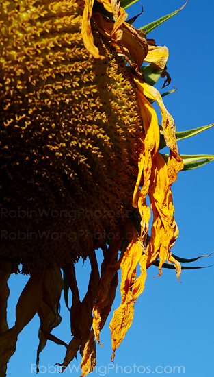 Sun Flower Photo 2280
